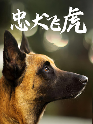 忠犬飞虎（33集）在线免费观看热门短剧