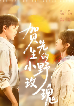 贺先生的小野玫瑰（99集）忍不住一口气看完短剧