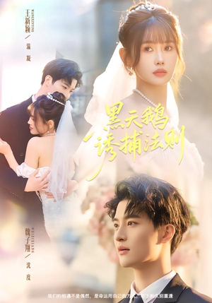 黑天鹅诱捕法册（80集）好看的短剧分享