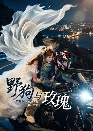 野狗与玫瑰（30集）强烈推荐不容错过的短剧